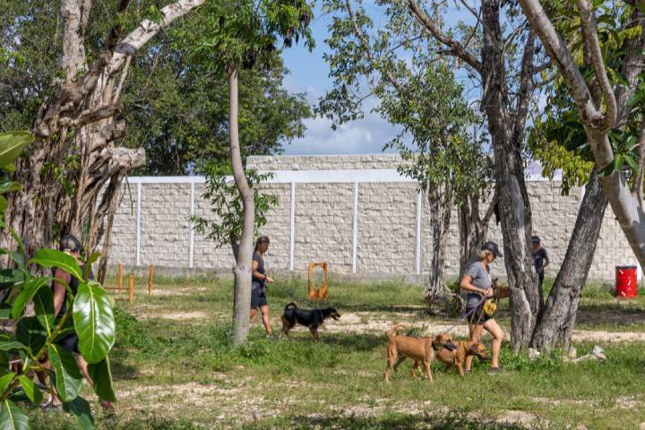 Redefiniendo el Bienestar Animal Playa del Carmen Activa para el Cuidado Integral de Mascotas 1