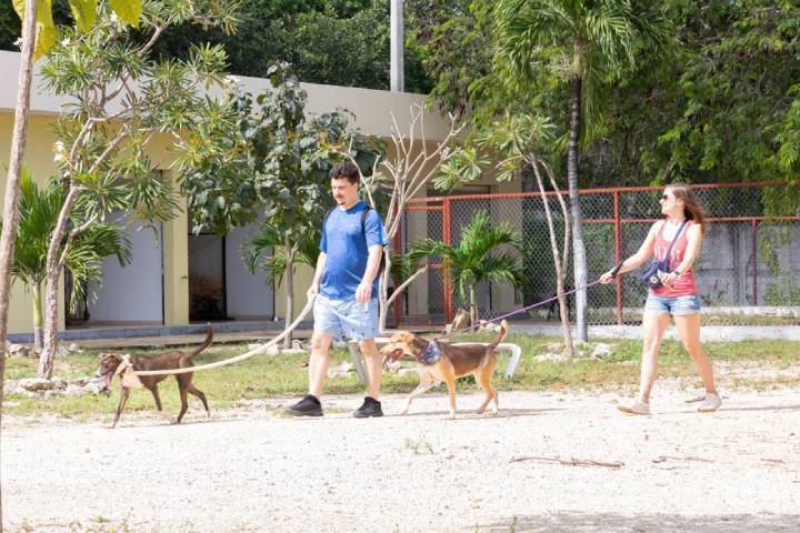 Redefiniendo el Bienestar Animal: Playa del Carmen Activa para el Cuidado Integral de Mascotas