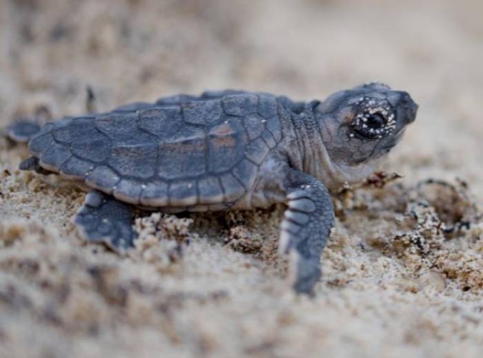Éxito sin precedentes: Cancún celebra el nacimiento de más de 1.2 millones de tortugas marinas en 2023
