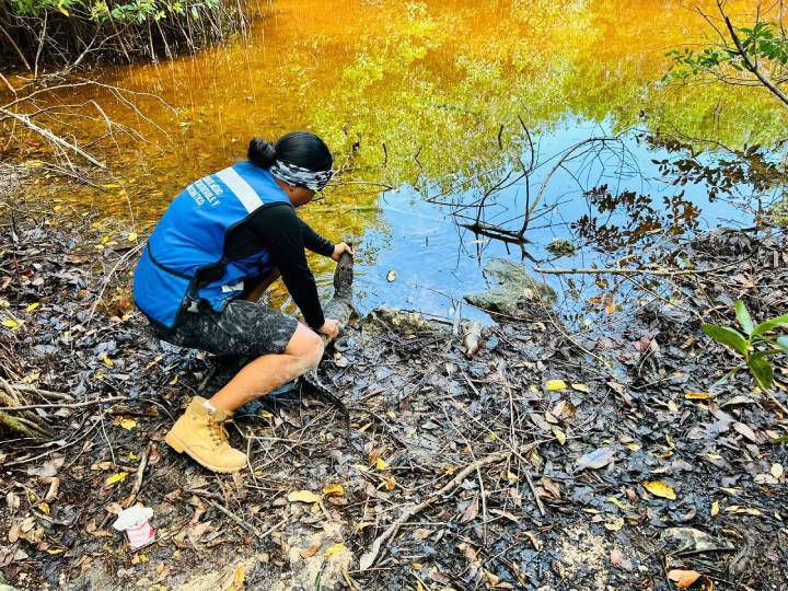 Desplazamiento de Fauna Silvestre por Obras del Tren Maya