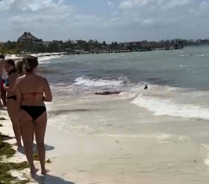 Trágico desenlace para un cachalote en las costas de Cancún