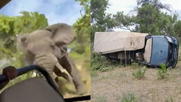 Tragedia en la Naturaleza: Elefante Ataca a Turistas en Zambia
