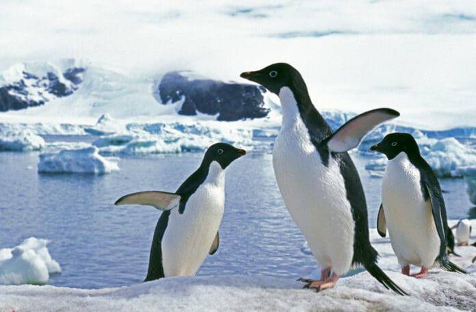 larmante descubrimiento en la Antártida: Hallaron más de 500 pingüinos sin vida