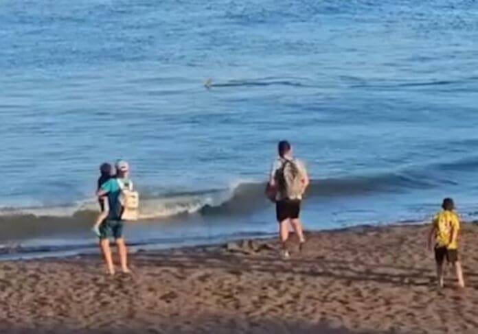 Alerta por Tiburón en Playa de Gran Canaria