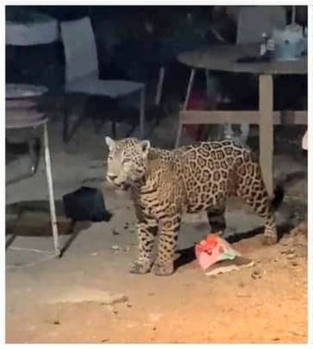 Jaguar Avistado en Patio de Residencia en Cancún en Busca de Agua y Alimento