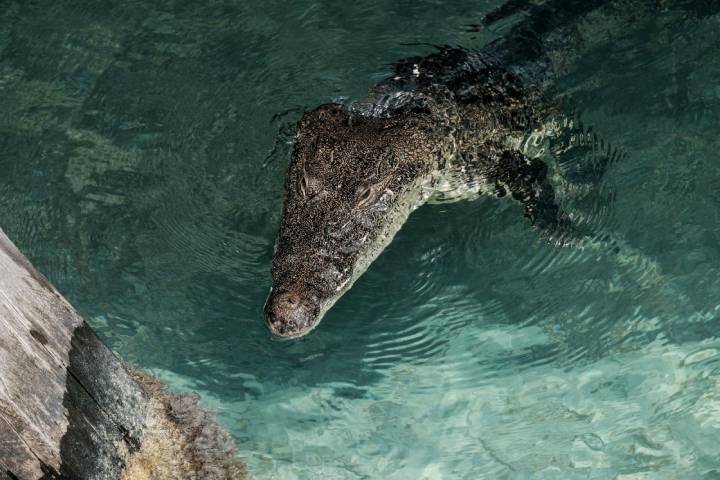 Aparece cocodrilo en el muelle de Playa Langosta de Cancún