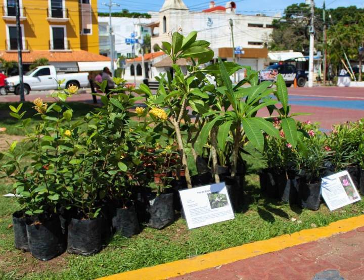 Nueva jornada de Kilo Verde y Croquetón en Playa del Carmen