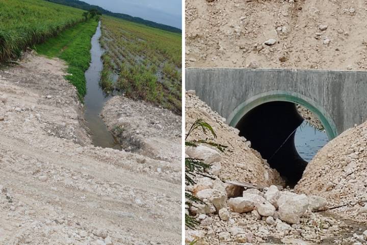 Obras del Tren Maya detenidas en Río Hondo por daño a cultivos de caña