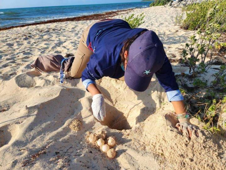 Protegen a la Tortuga Marina en Solidaridad