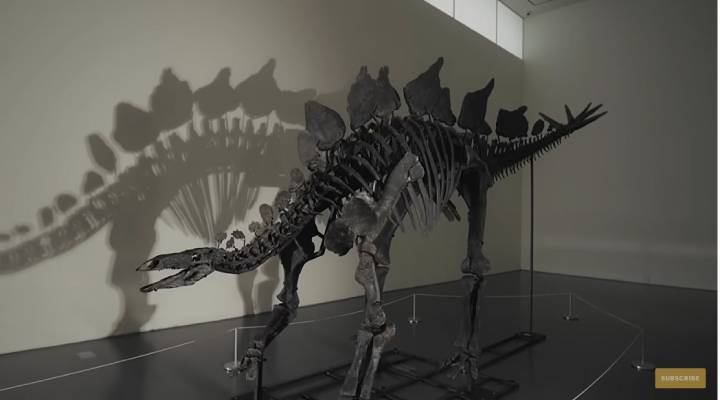 Récord de venta: fósil de estegosaurio se subasta por 45 millones de dólares