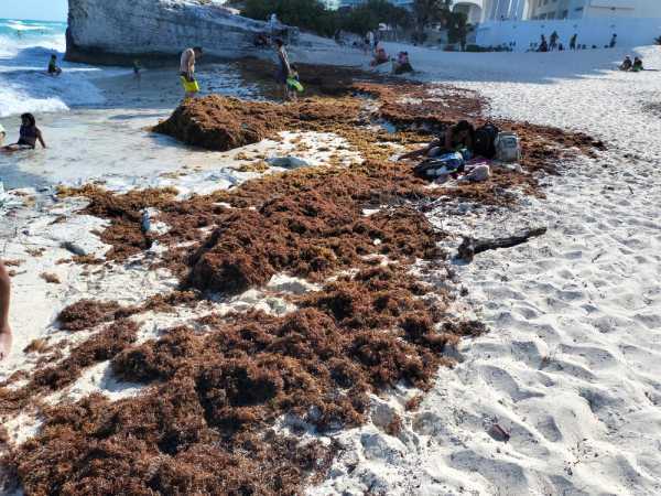 Aumento significativo del arribo de sargazo a las costas de Quintana Roo para este ano 2