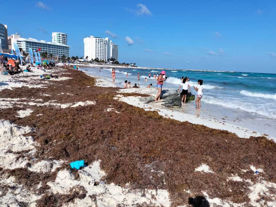 Aumento significativo del arribo de sargazo a las costas de Quintana Roo para este año