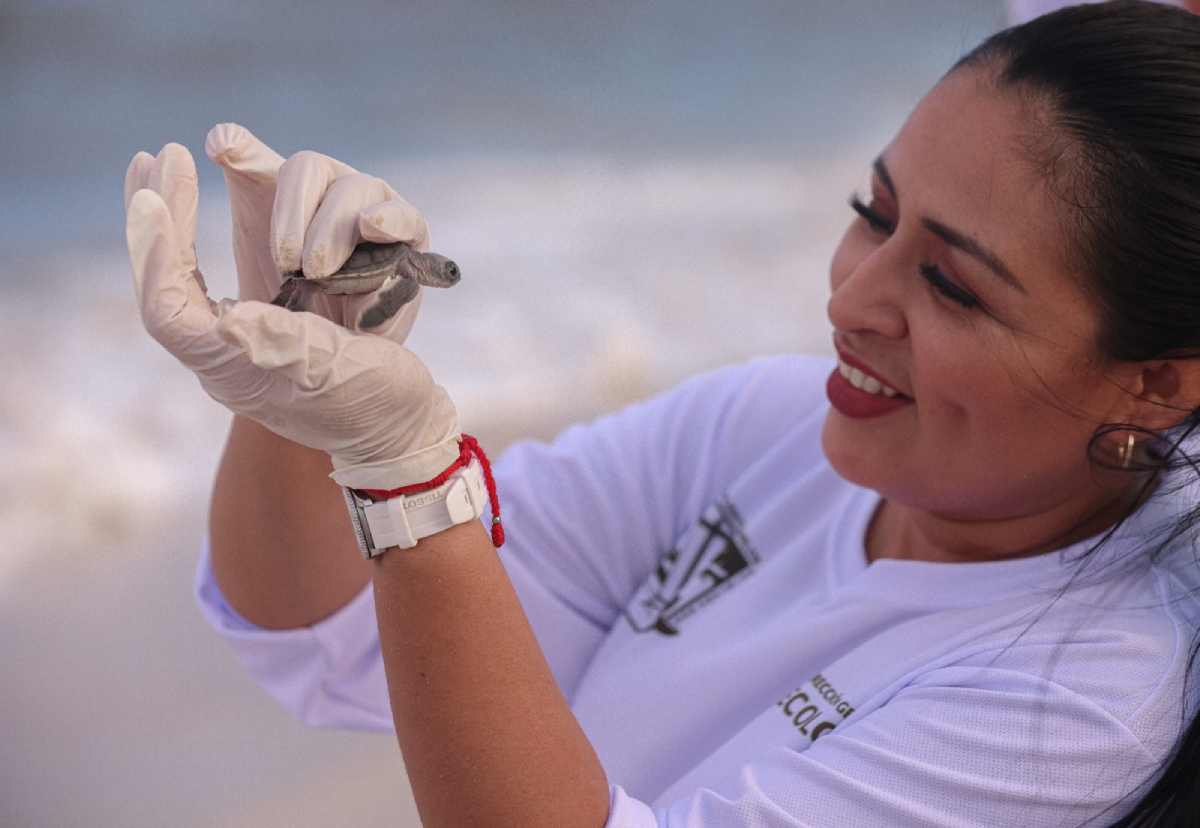 CONSTATA BLANCA MERARI PROGRAMA DE PRESERVACIÓN DE LA TORTUGA MARINA