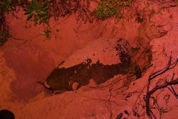 Comienza la temporada de anidacion de tortugas en el campamento de Punta Sur 2