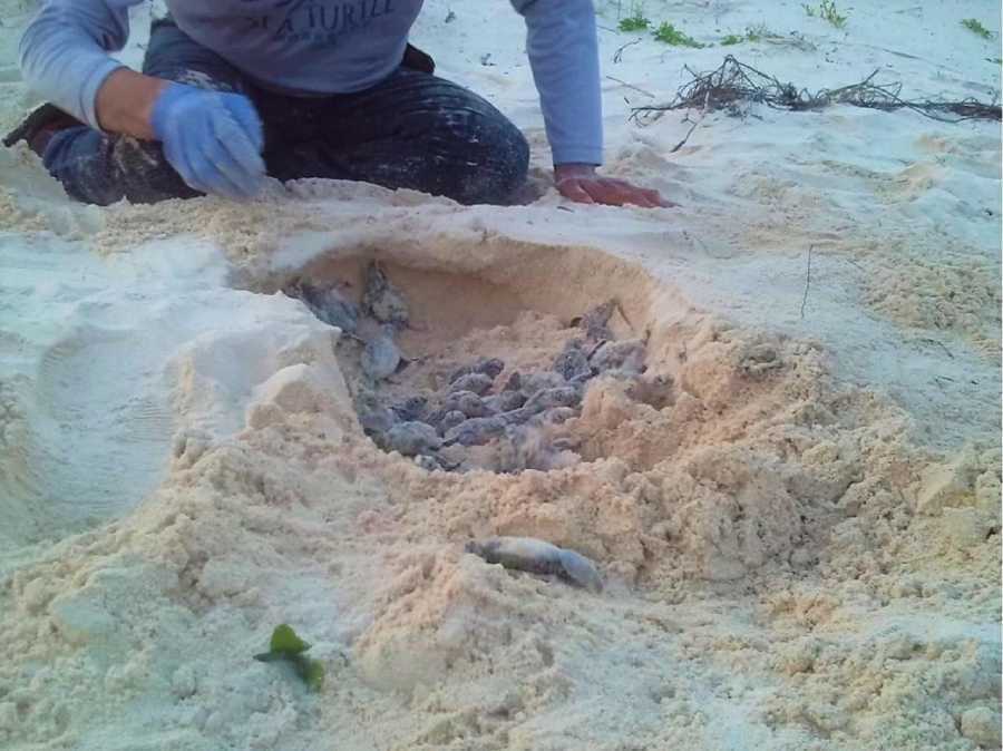 Comienza la temporada de anidación de tortugas en el campamento de Punta Sur