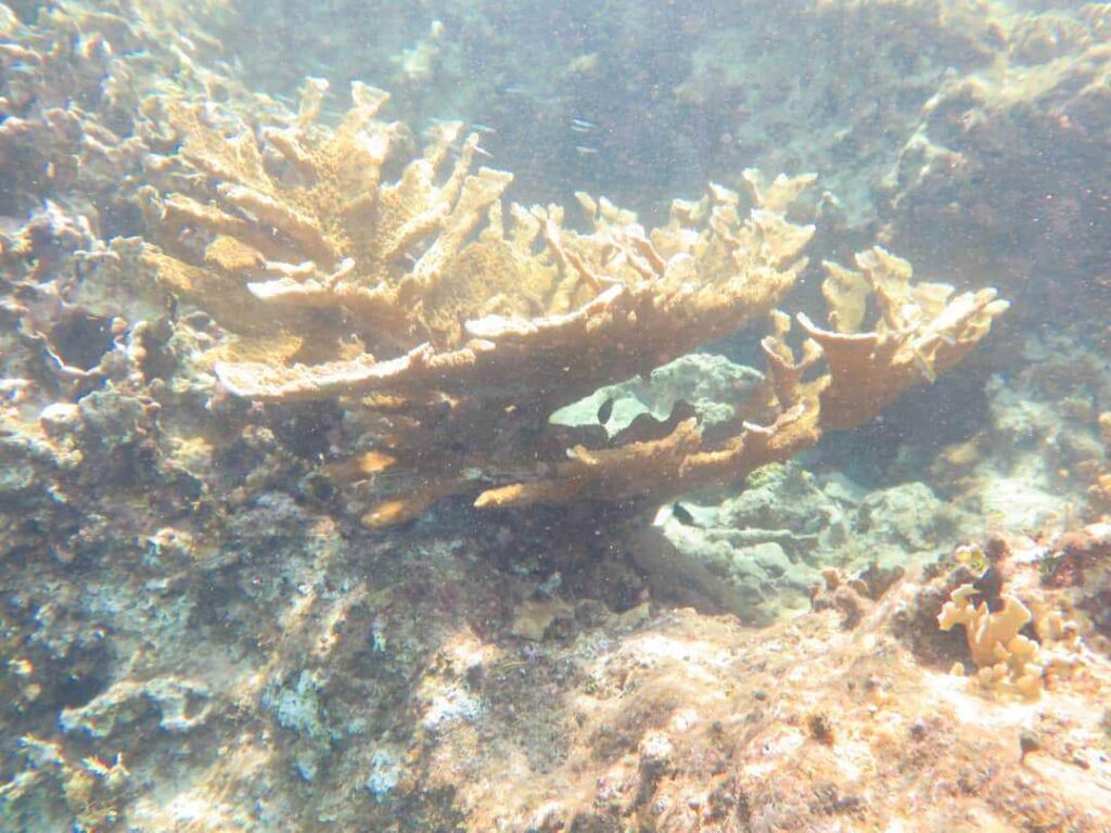 Devastador blanqueo de corales en el Caribe mexicano: Puerto Morelos en estado crítico