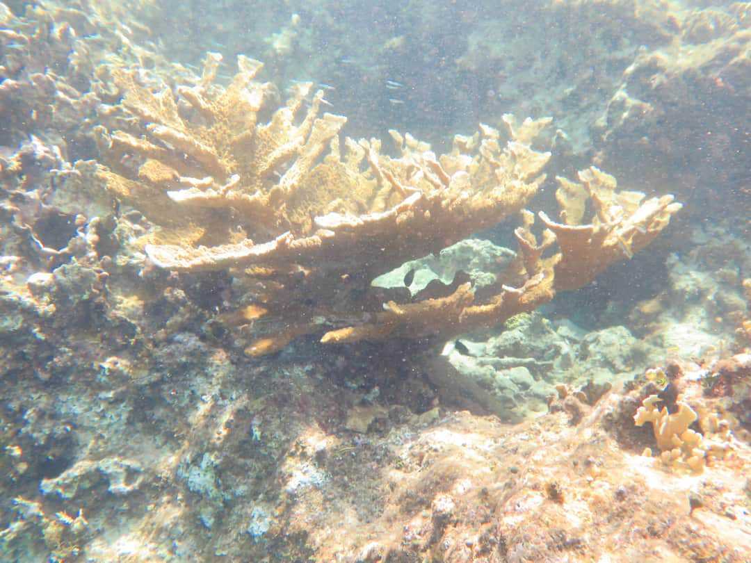 Devastador blanqueo de corales en el Caribe mexicano: Puerto Morelos en estado crítico