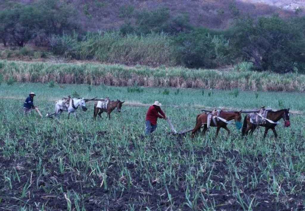 El Gobierno anuncia en el Diario Oficial de la Federación la desaparición de Financiera Rural