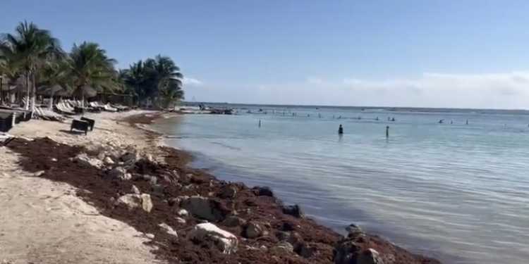 El sargazo en Quintana Roo: una problemática compleja que requiere soluciones integrales