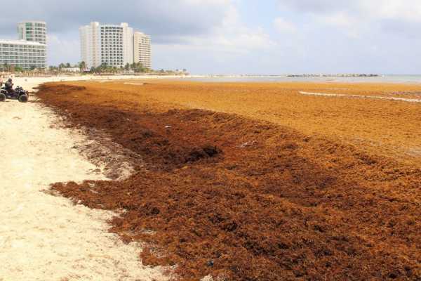 Empresa que fracaso en contener el sargazo en Quintana Roo sera excluida de contratos publicos 2