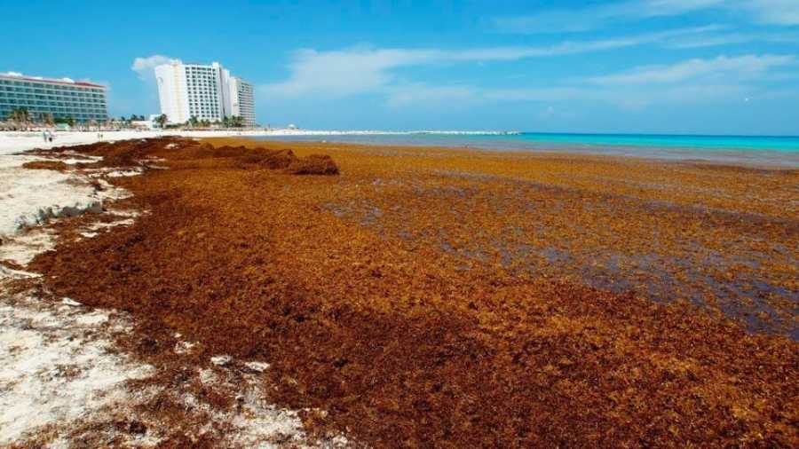 Empresa que fracasó en contener el sargazo en Quintana Roo será excluida de contratos públicos