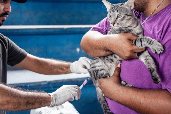 Éxito en la Campaña de Vacunación Antirrábica: Solidaridad Protege a sus Mascotas