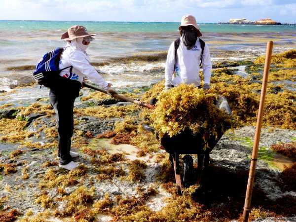 Gobierno local lidera esfuerzos para mantener playas limpias y en optimas condiciones