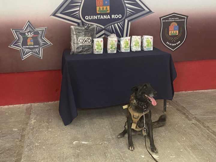 Hallan Marihuana Escondida en Envoltorios de Productos Maseca en la Terminal de Autobuses ADO de Chetumal