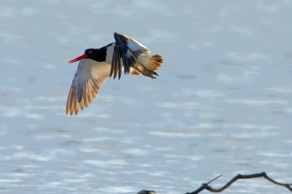 Hallan aves migratorias poco comunes en la reserva ecológica de Laguna Colombia