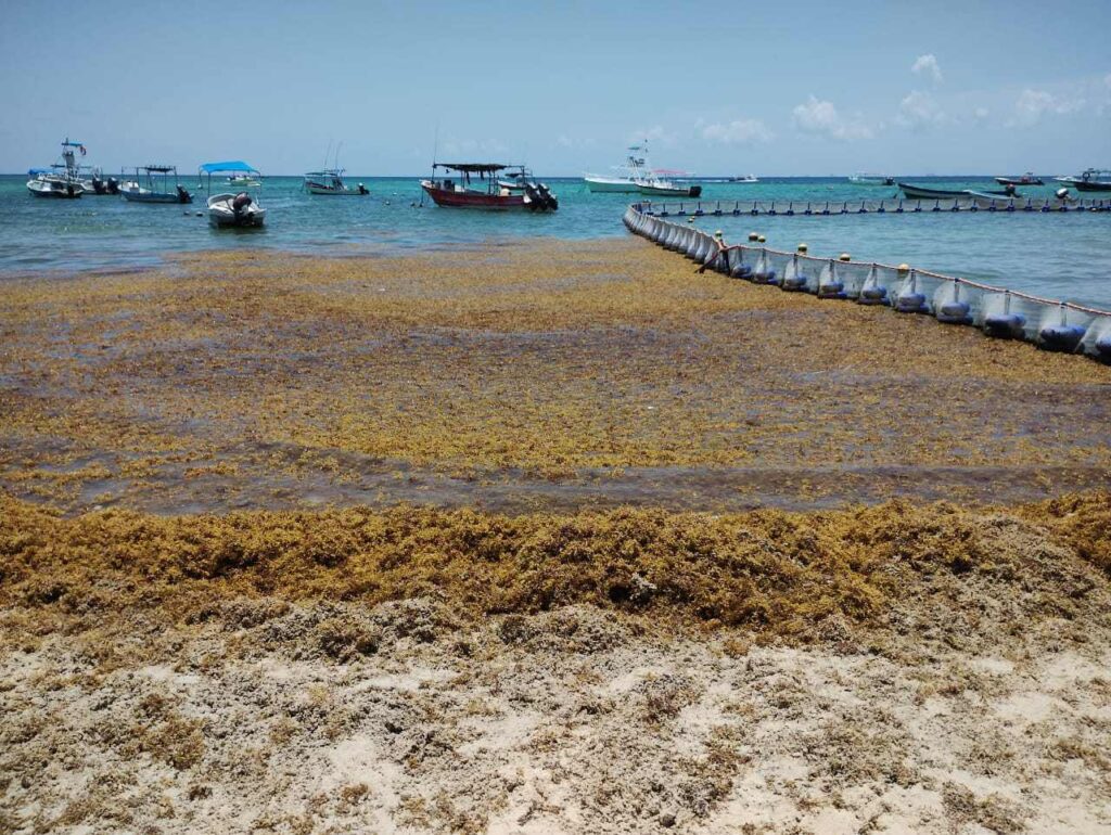 Hotel en Playa del Carmen desafia la ley y rellena zona de manglar con sargazo 1