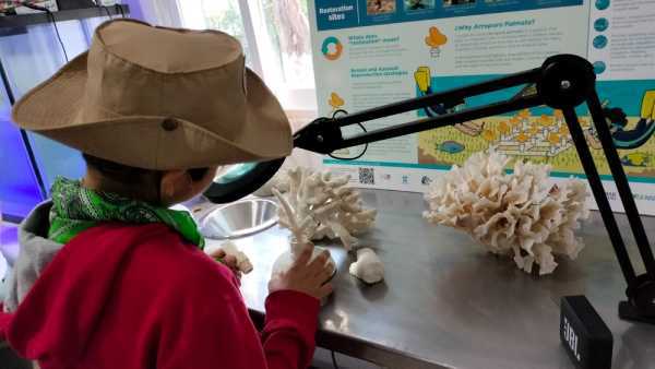 Inauguracion del primer laboratorio coralino en Cozumel 2