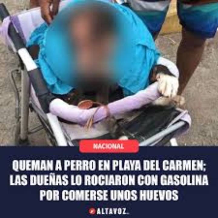 Incremento Preocupante en Incidentes de Abuso hacia Animales en Playa del Carmen 1