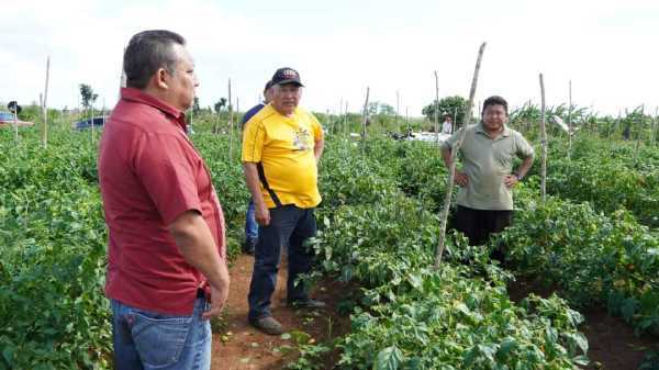Jose Maria Morelos impulsa la produccion agricola con politicas innovadoras y apoyo a los campesinos locales 2