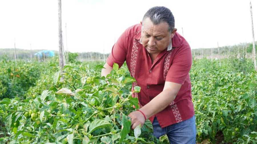 José María Morelos impulsa la producción agrícola con políticas innovadoras y apoyo a los campesinos locales