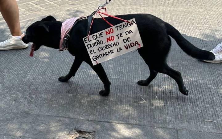 Ley pionera en Quintana Roo para proteger a los animales