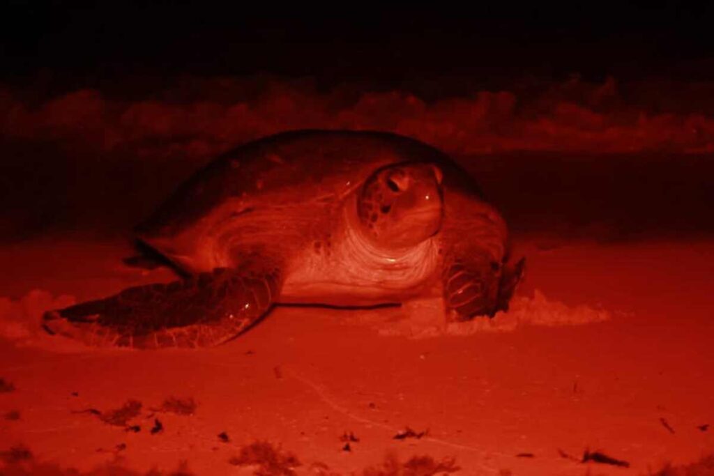 Nueva Línea Telefónica "Tortucel" en Isla Mujeres: Salvaguardando el Futuro de las Tortugas Marinas