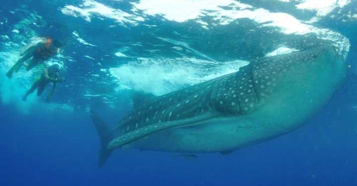 Nuevas medidas de seguridad para la temporada de avistamiento de tiburón ballena