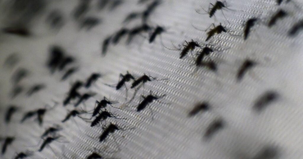 OMS advierte sobre aumento de dengue y zika en países de Europa – El Financiero