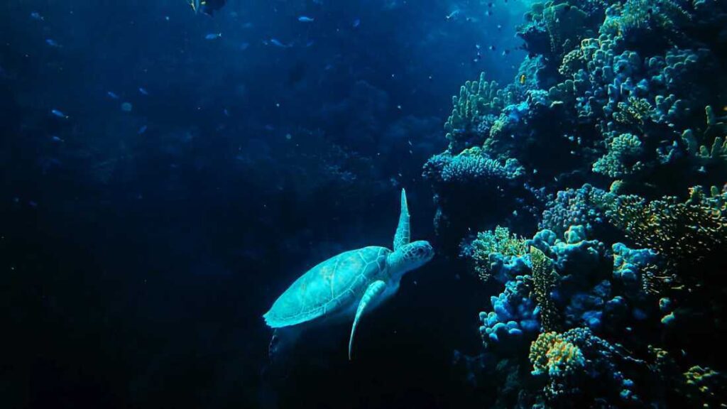 ONU aprueba histórico acuerdo para la preservación de los océanos