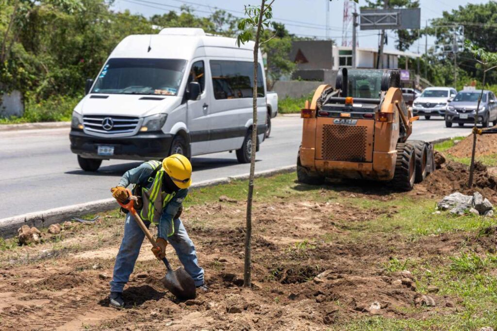 Playa del Carmen: Reforestación del Camellón de la Carretera Federal para un Entorno más Sostenible