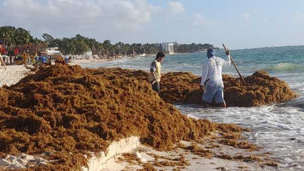 Playas del centro de Playa del Carmen afectadas por masiva acumulacion de sargazo 1