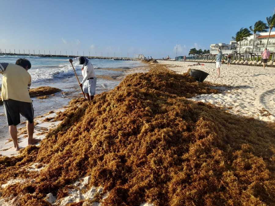 Playas del centro de Playa del Carmen afectadas por masiva acumulación de sargazo