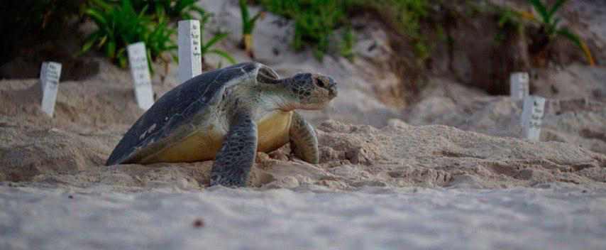 Primera anidación de la majestuosa tortuga laúd en Xcacel-Xcacelito: Un hito en la conservación