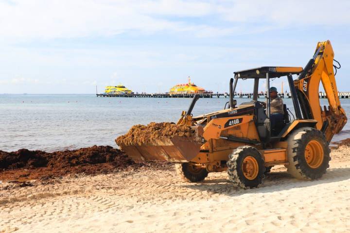 Renacer Costero Playa del Carmen en Accion para Restaurar las Playas Afectadas por el Sargazo 1