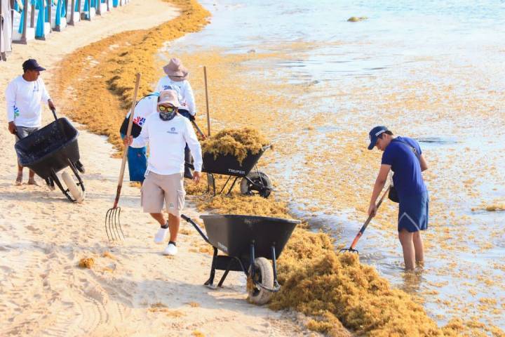 Renacer Costero: Playa del Carmen en Acción para Restaurar las Playas Afectadas por el Sargazo