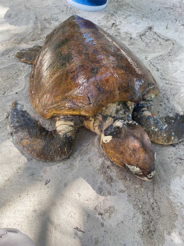 Rescatan con vida a tortuga adulta envuelta en plásticos en playa de Tulum