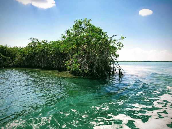 Revitalizacion de Humedales en Quintana Roo SEMA organiza ciclo de conferencias para sensibilizar 2