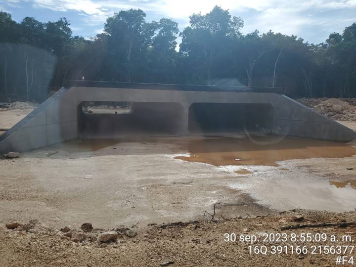 SEMA Apela por Fondos Federales para la Edificacion de Pasos Seguros para Animales en la Carretera Tulum Playa del Carmen 2