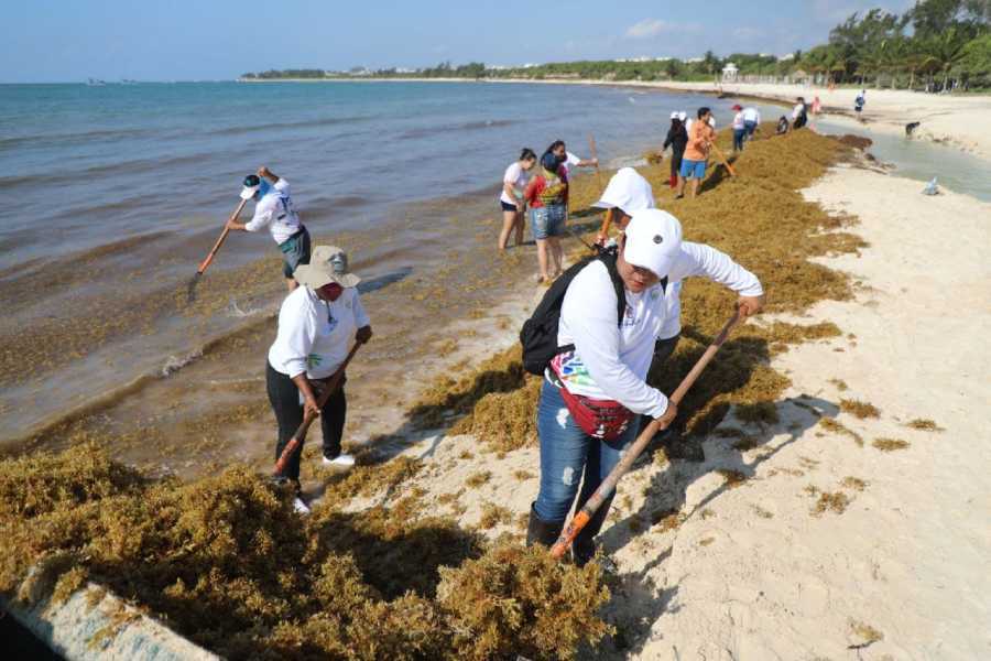 Solidaridad se prepara para recibir turistas en Semana Santa con jornada de limpieza en Punta Esmeralda