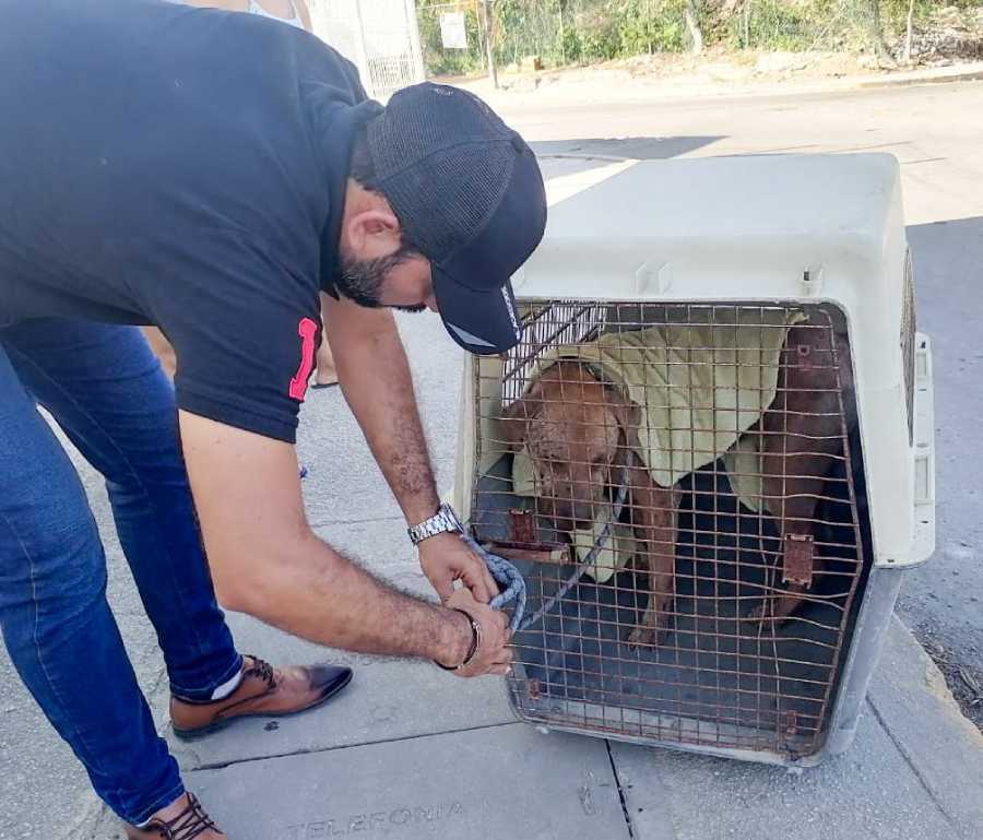 Solidaridad toma medidas contra el maltrato animal: primer ciudadano multado por este delito